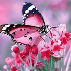 Meet your Posher, Alicia